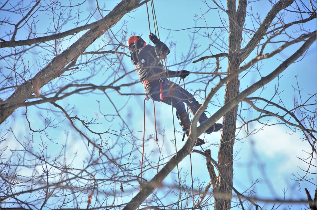 tree, cutter, suspended-6002957.jpg