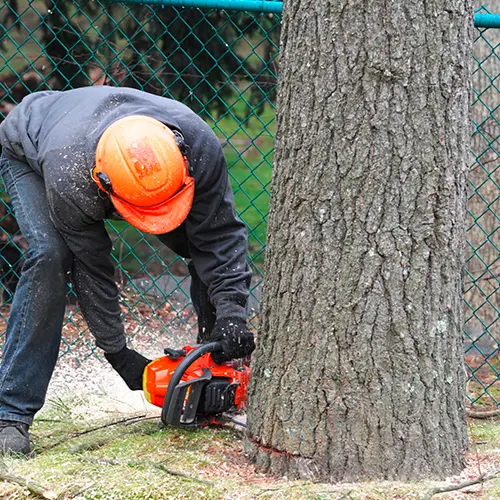 tree cutting